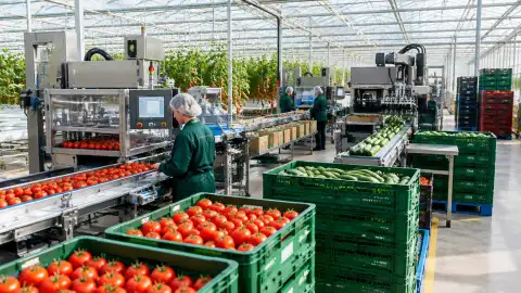 Illustration of workers handling greenhouse vegetables on a production conveyor