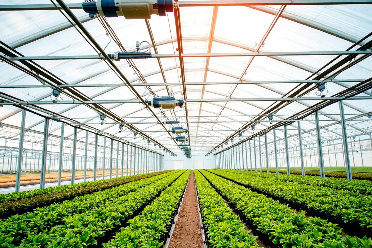 High-tech commercial glass greenhouse interior with irrigation and climate systems