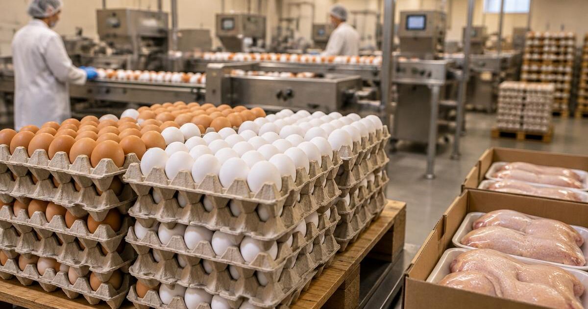 Brown and white table eggs in fibre trays on a pallet beside a grading line, with packed chilled poultry cuts in cartons